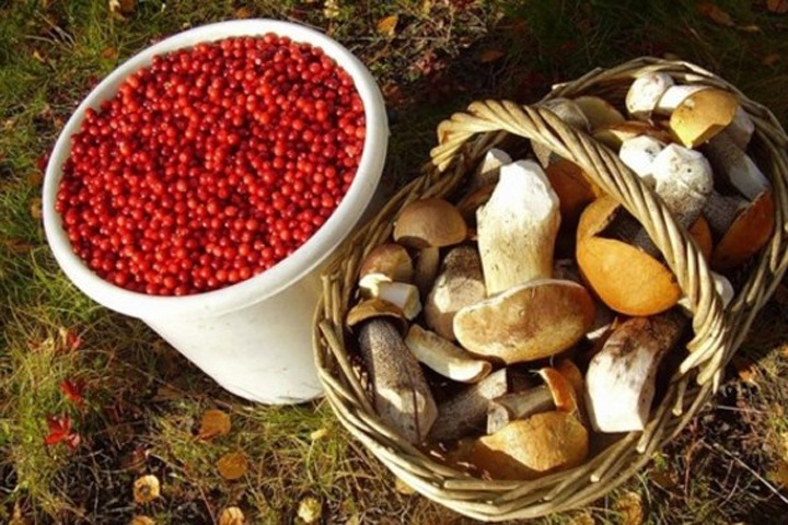 Томский вице-губернатор рассказал, что жители зарабатывают по 1 млн на сборе ягод и грибов