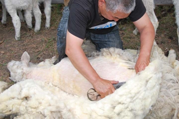 Сезонная стрижка овец и коз идет в хозяйства Тувы