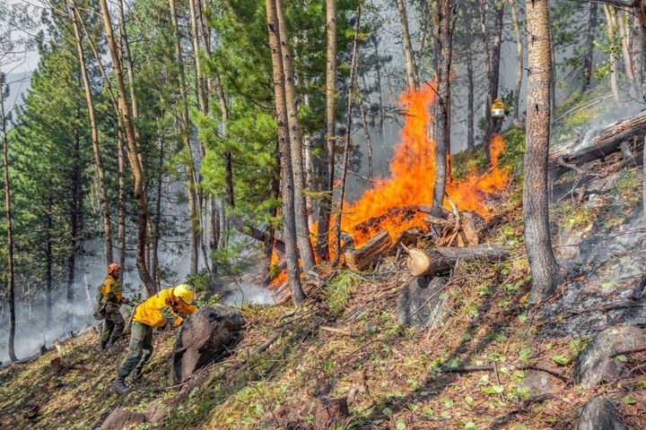 СПЧ рассказал об иркутских лесах: горящая пять лет свалка, коммерческие вырубки под видом санитарных и недофинансирование