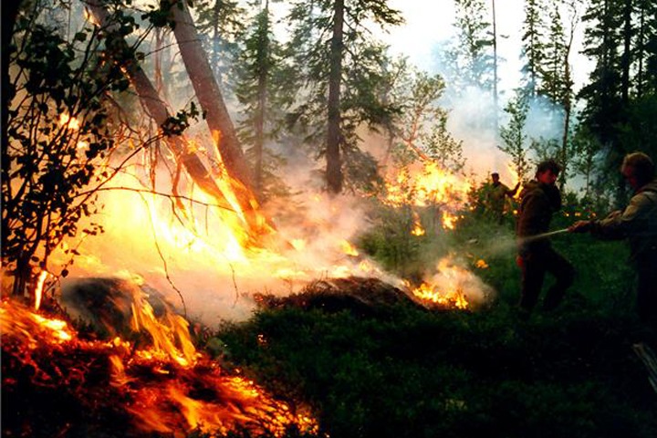 Площадь лесных пожаров в Сибири превышает 300 тыс. га