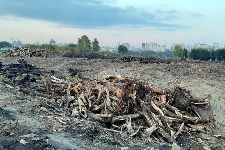 Гектары деревьев вырубили в районе центрального пляжа Новосибирска