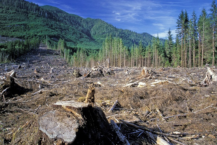 Больше половины алтайского леса уходит в Китай