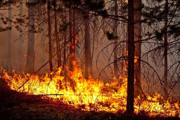 Генпрокурор РФ связал распространение лесных пожаров в Сибири с «безответственной позицией должностных лиц»