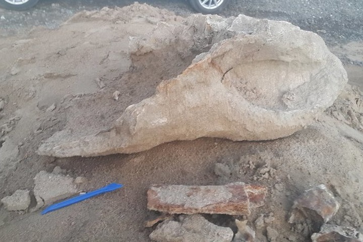Мальчик  обнаружил в Забайкалье кости шерстистого носорога, играя в палеонтолога