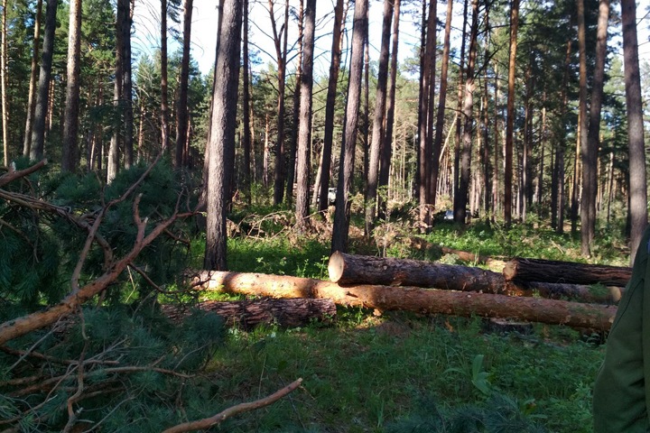 Красноярец арестован за вырубку 400 деревьев
