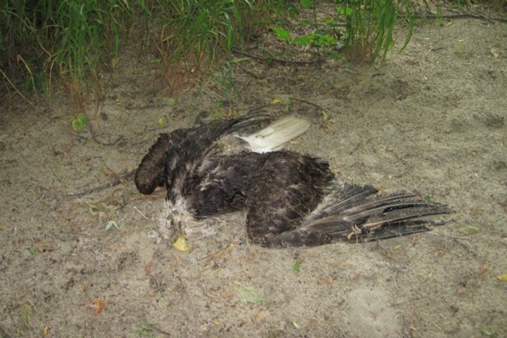 Лесные пожары в Сибири привели к массовой гибели хищных птиц