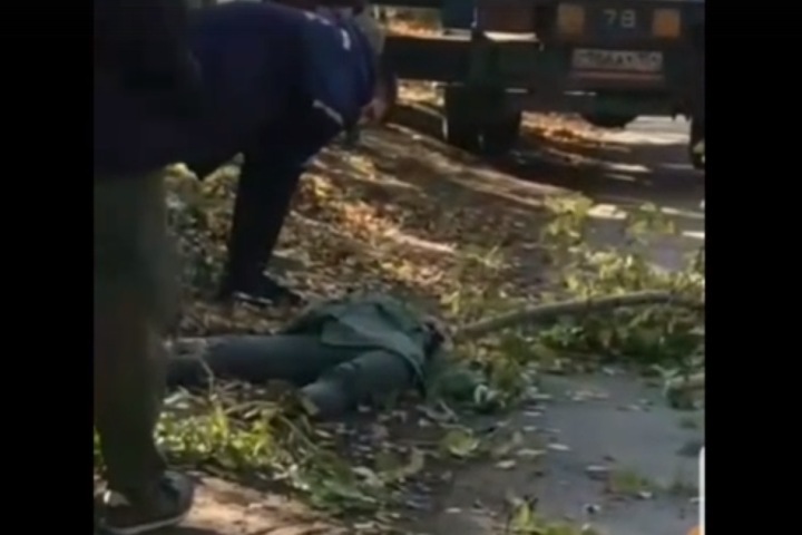 Случайная прохожая погибла во время плановой обрезки деревьев в Новосибирске