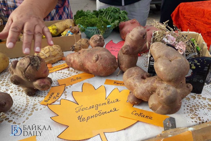 Чиновники хотят сделать «бренд» из бурятской картошки
