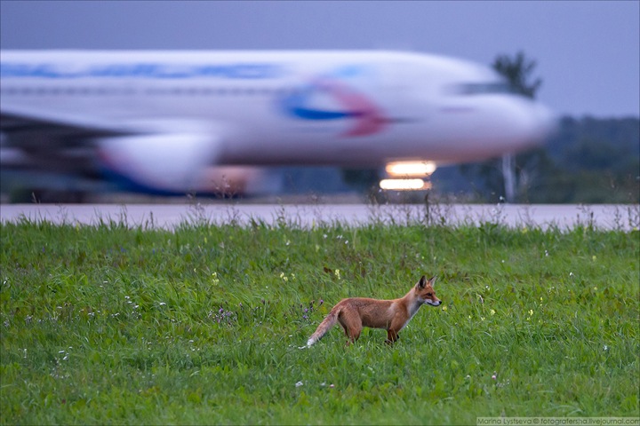 Самолет в Барнауле ушел на второй круг из-за лис на взлетно-посадочной полосе