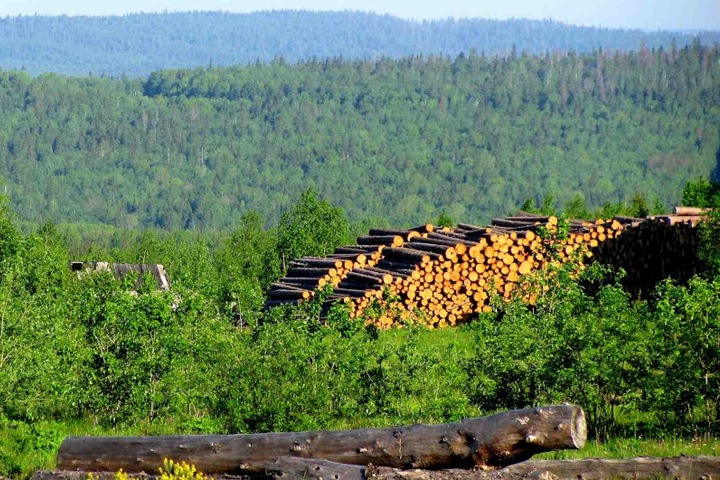 ФСБ приостановила работу 74 предприятий лесной отрасли в Красноярском крае