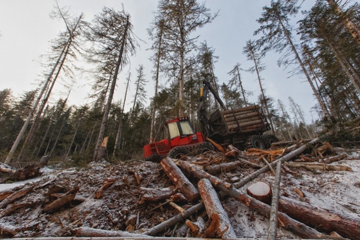 Новосибирские депутаты одобрили ужесточение контроля на пунктах приема древесины