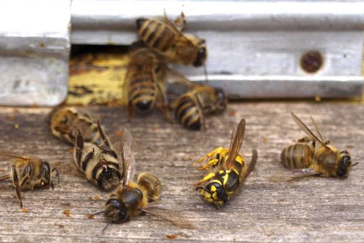 Массовую гибель  пчел на Алтае решили оплатить из бюджета