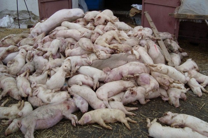 Свалку свиных туш обнаружили в Новокузнецке