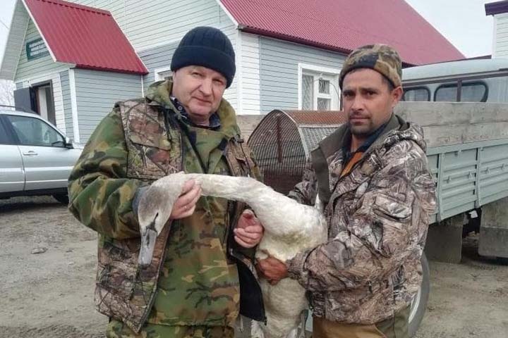 Лебедь Лёха стал волонтером в Алтайском крае