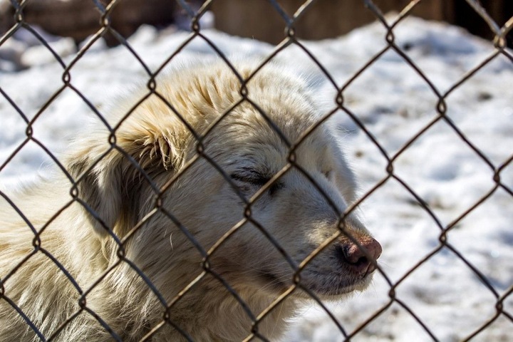 Новосибирские активисты пожаловались на чипирование собак без наркоза в центре по проблемам домашних животных