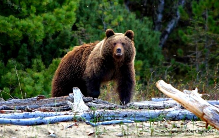 Байкальские медведи отказались впадать в спячку и жируют в кедровниках
