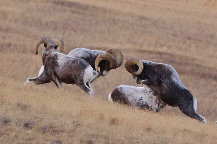 Схватка горных баранов за самку на Алтае. Фотофакт