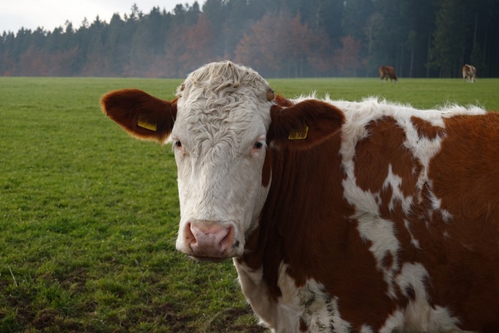 Красноярские ученые: хвоя в рационе коров сделает молоко дешевле и полезнее