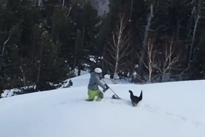 Глухарь подрался со сноубордистом в Шерегеше