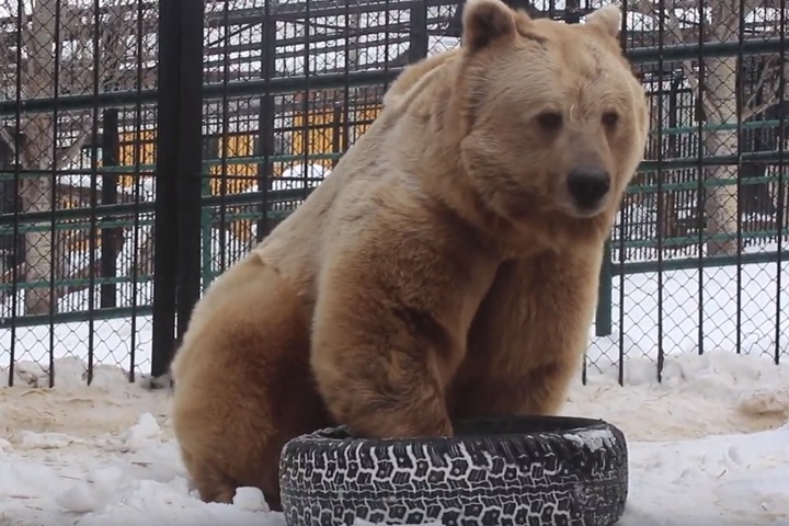 Медведь в зоопарке Красноярска проснулся из-за аномального тепла