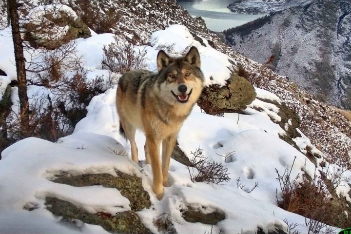 Фото улыбающегося волка из Саяно-Шушенского заповедника победило на всероссийском конкурсе