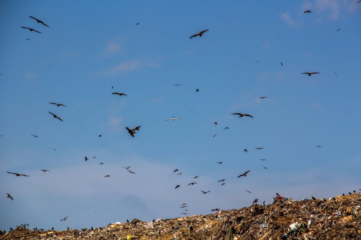 Алтайское минприроды отрицает данные Счетной палаты РФ о переполненных мусорных полигонах региона