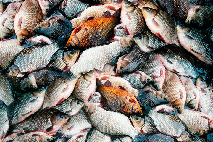 «Превышения огромные»: в томской рыбе нашли тяжелые металлы