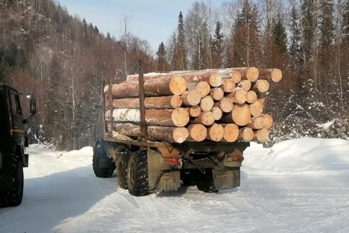 Ценный лес вырубили под Иркутском на 50 млн рублей