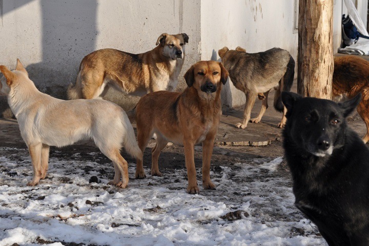 Стая собак загрызла женщину во дворе многоэтажки в Красноярске