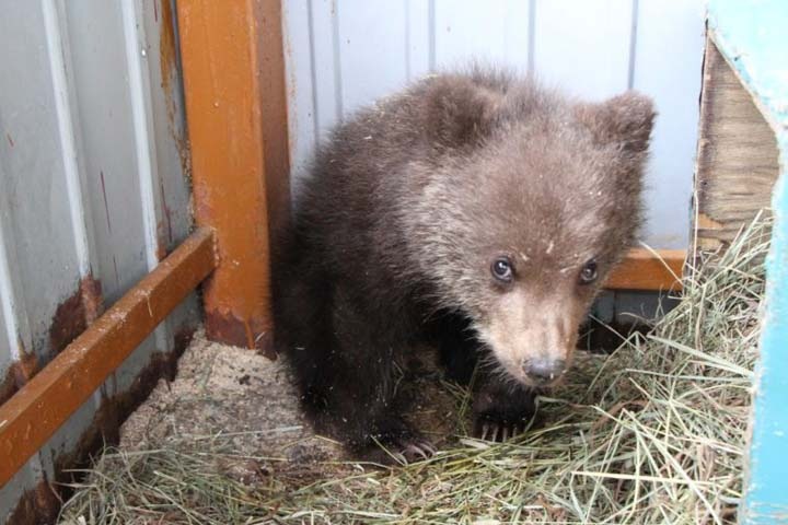 Троих медвежат подкинули в приют для животных в Иркутске