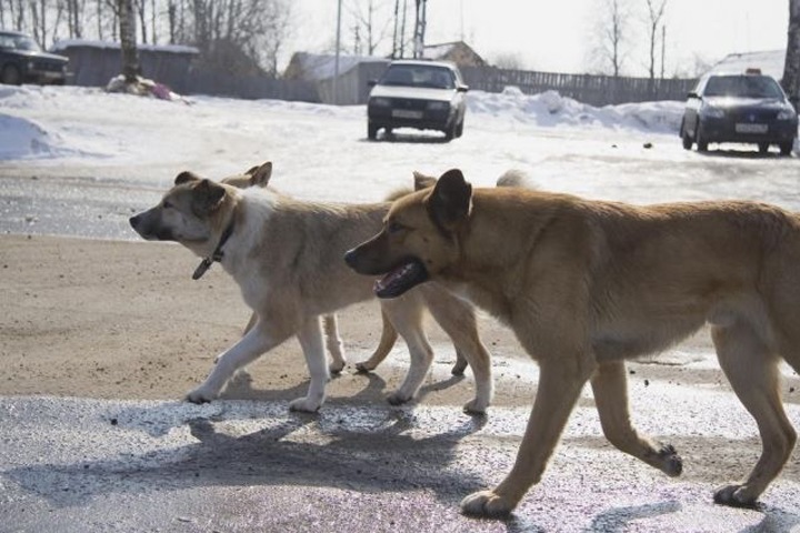 Количество жертв бродячих собак в Красноярске достигло пяти