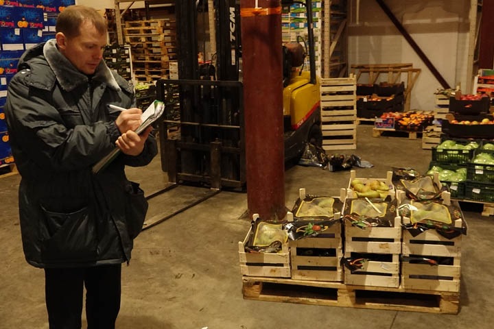 Три тонны санкционных груш уничтожили в Новосибирске