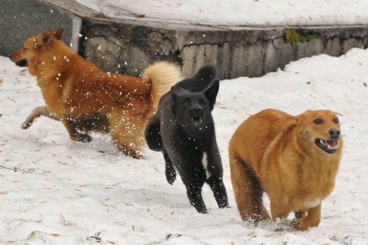 Пять смертей вменяют красноярскому чиновнику по делу о нападении собак