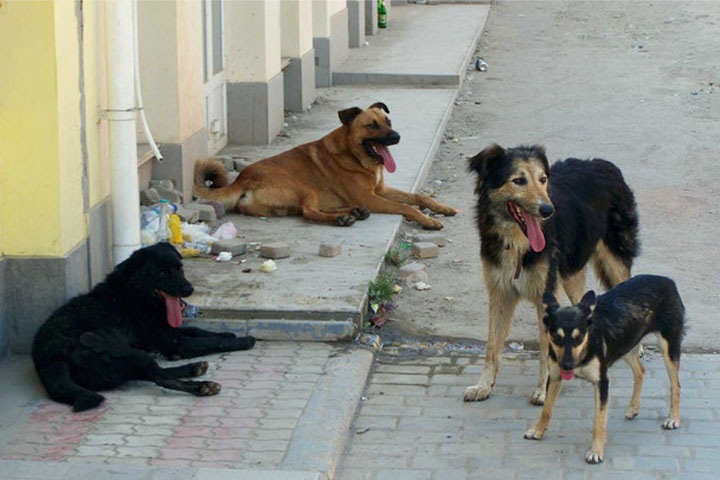 Бездомные собаки напали на главу района Читы
