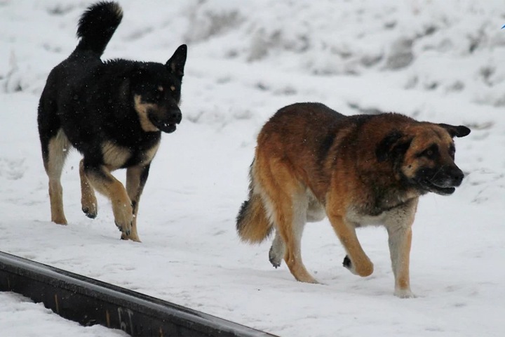 СК подтвердил гибель двух человек от укусов собак в Красноярске