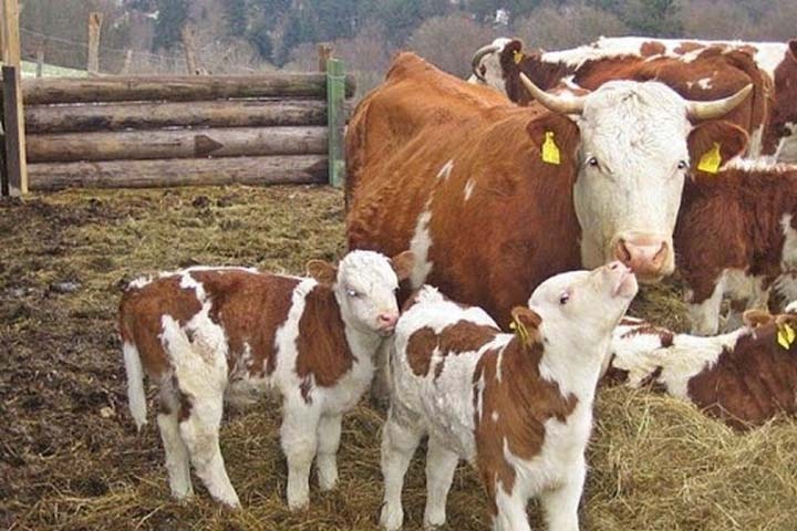 Сибирские ученые начали определять у коров герпес четвертого типа