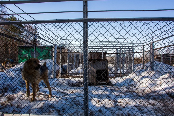 Красноярские власти выделили участок под новый приют для животных