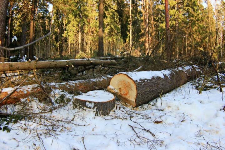 Прокуратура обнаружила незаконные рубки бурятского леса на 1,7 млн