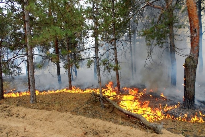 Рослесхоз рекомендовал Забайкалью открыть пожароопасный сезон и ограничить доступ в леса