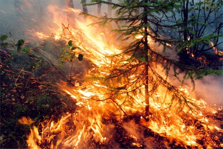 Более 12,5 тыс. гектаров леса горит в Забайкалье
