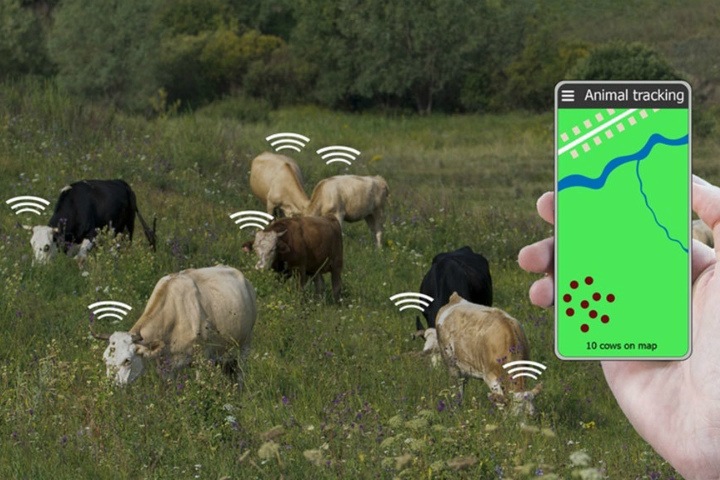 МТС  охватит умной сетью сибирских коров