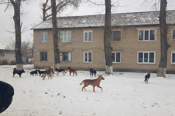 Уволился обвиняемый в халатности из-за нападения собак на людей в Красноярске чиновник