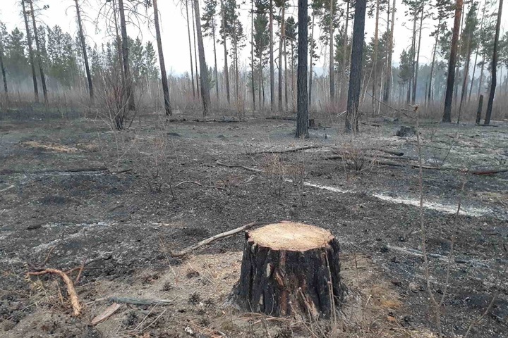Жители нашли следы рубок после лесных пожаров в Забайкалье