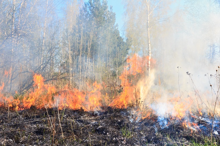 Сибирские ученые связали лесные пожары с распространением пандемии коронавируса