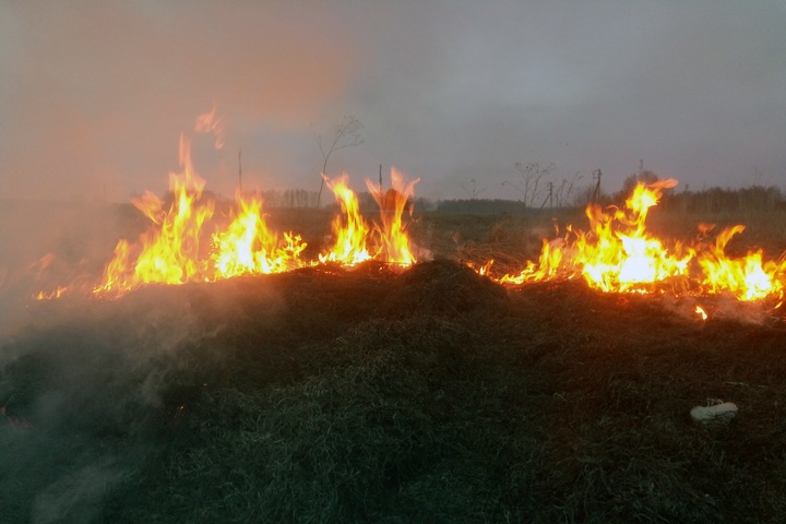 Огонь охватил более 250 тыс. га в Новосибирской области