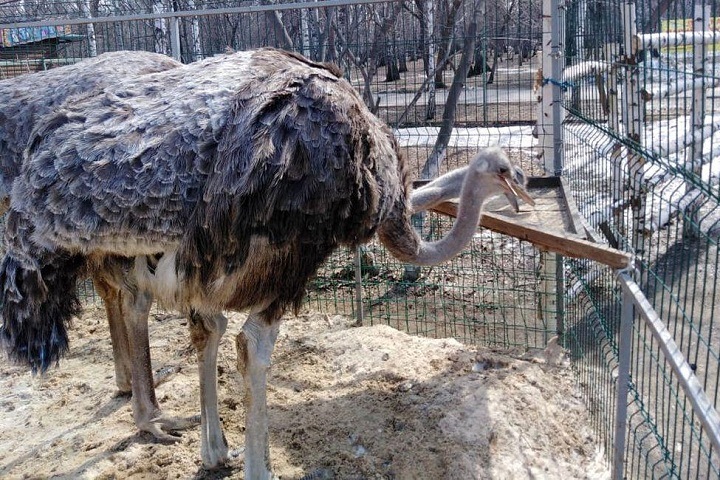 Новосибирский депутат помогла страусам остаться сытыми до конца самоизоляции