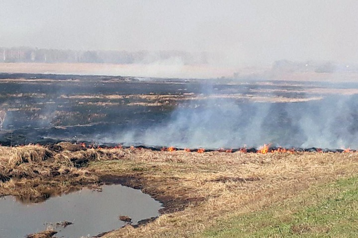 Житель Новосибирской области пострадал во время природных пожаров