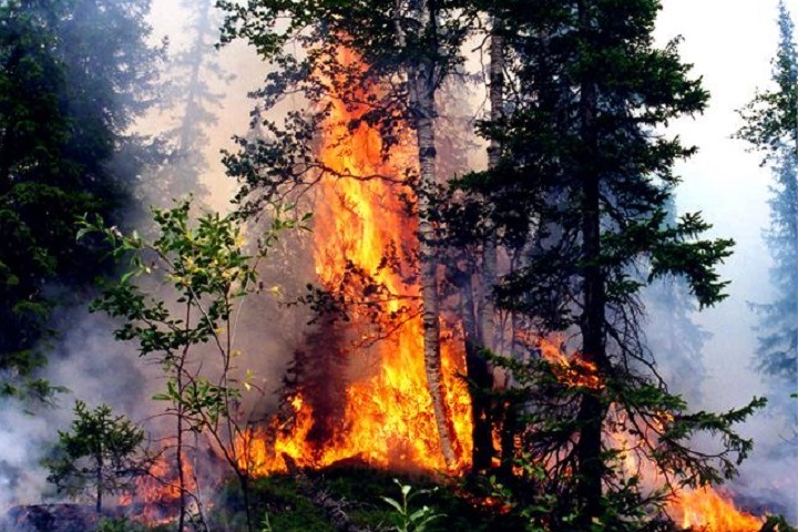 Более 24,5 тыс. га леса горят в Сибири