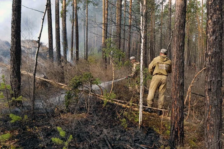 Площадь лесных пожаров в Сибири выросла почти в полтора раза