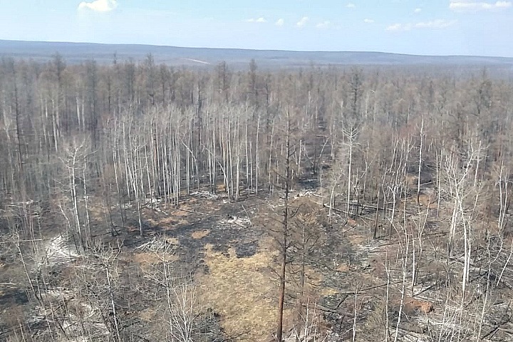 Следы рубок и поджога обнаружены на месте самого крупного лесного пожара в Иркутской области